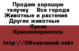 Продам хорошую телучку. - Все города Животные и растения » Другие животные   . Крым,Красноперекопск